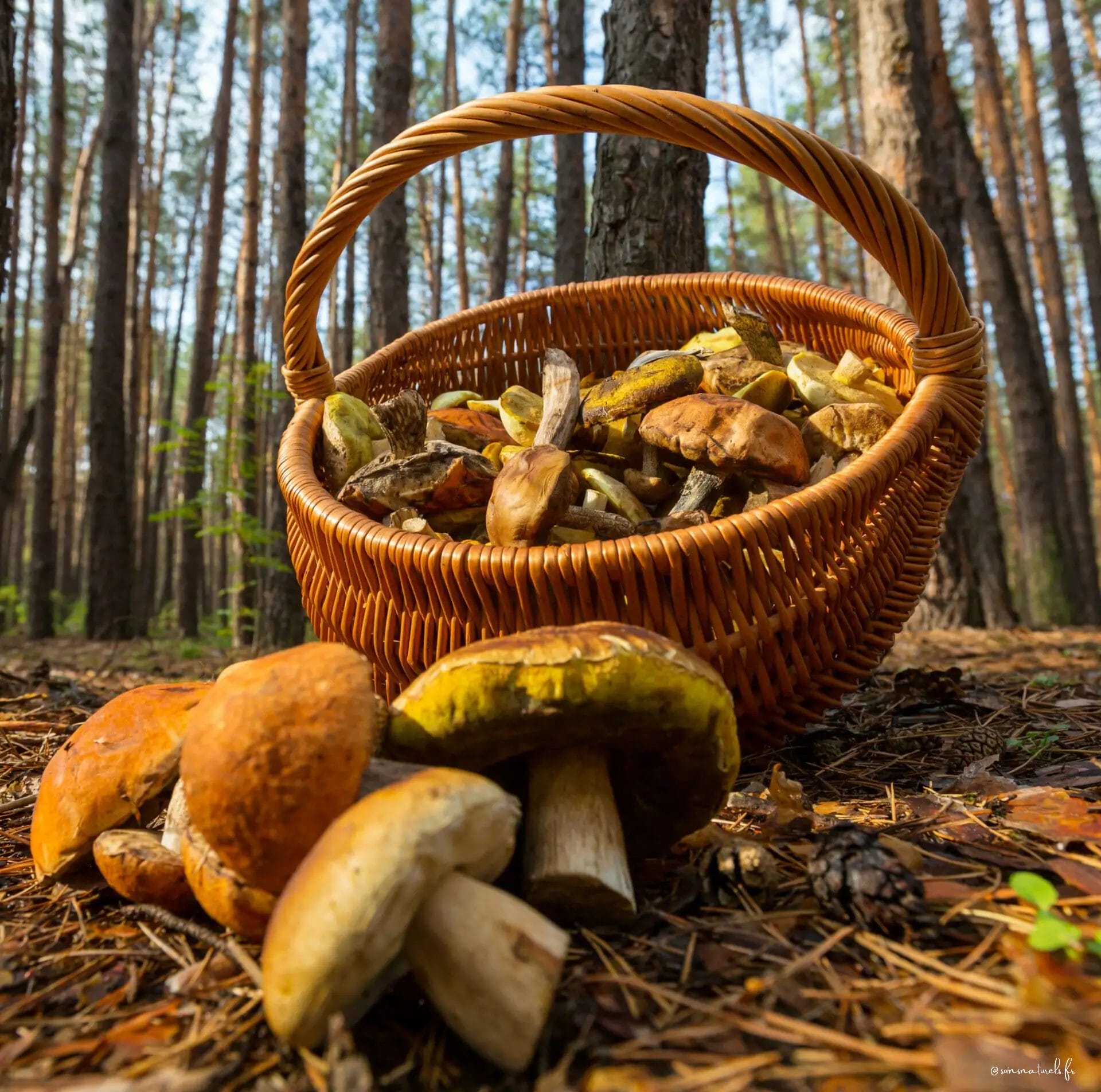 Les champignons, nos alliés contre la Covid-19