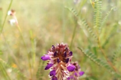 Phytothérapie : Le desmodium