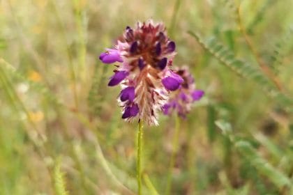 Phytothérapie : Le desmodium