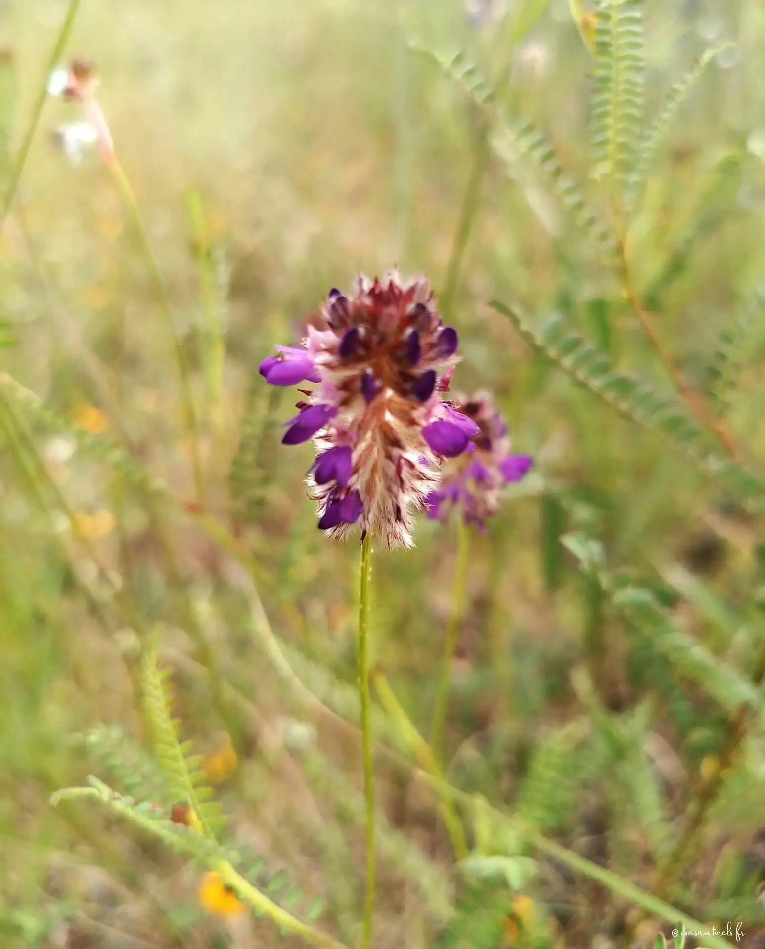 Phytothérapie : Le desmodium