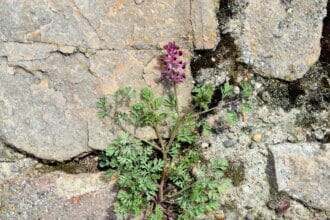 Phytothérapie : La Fumeterre