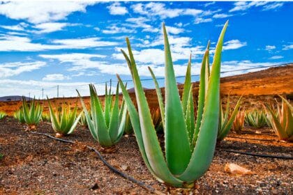 Adoptez l'aloe vera, votre meilleur allié santé