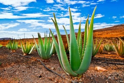 Adoptez l'aloe vera, votre meilleur allié santé