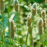 Le psyllium, un remède naturel aux troubles intestinaux ?