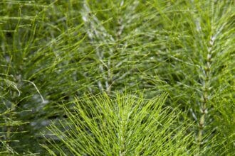 La prêle, un remède naturel pour stimuler l'ostéogenèse