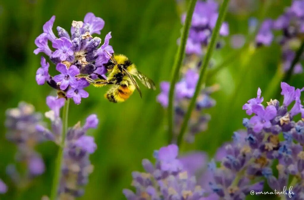 Le pollen d'abeille, une source de santé naturelle