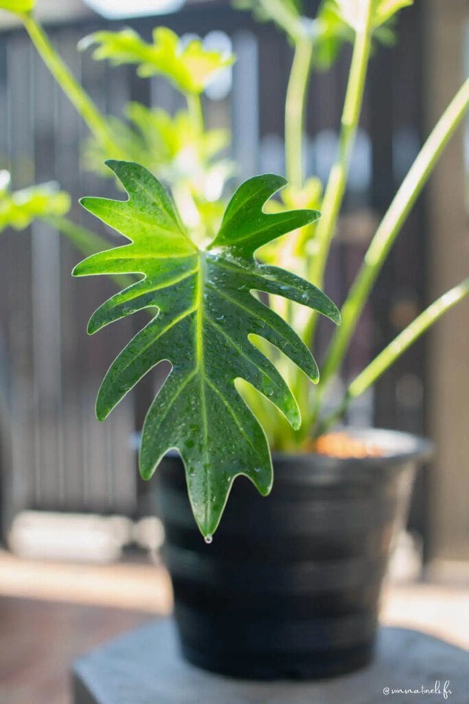 Purifier l'air intérieur avec des plantes