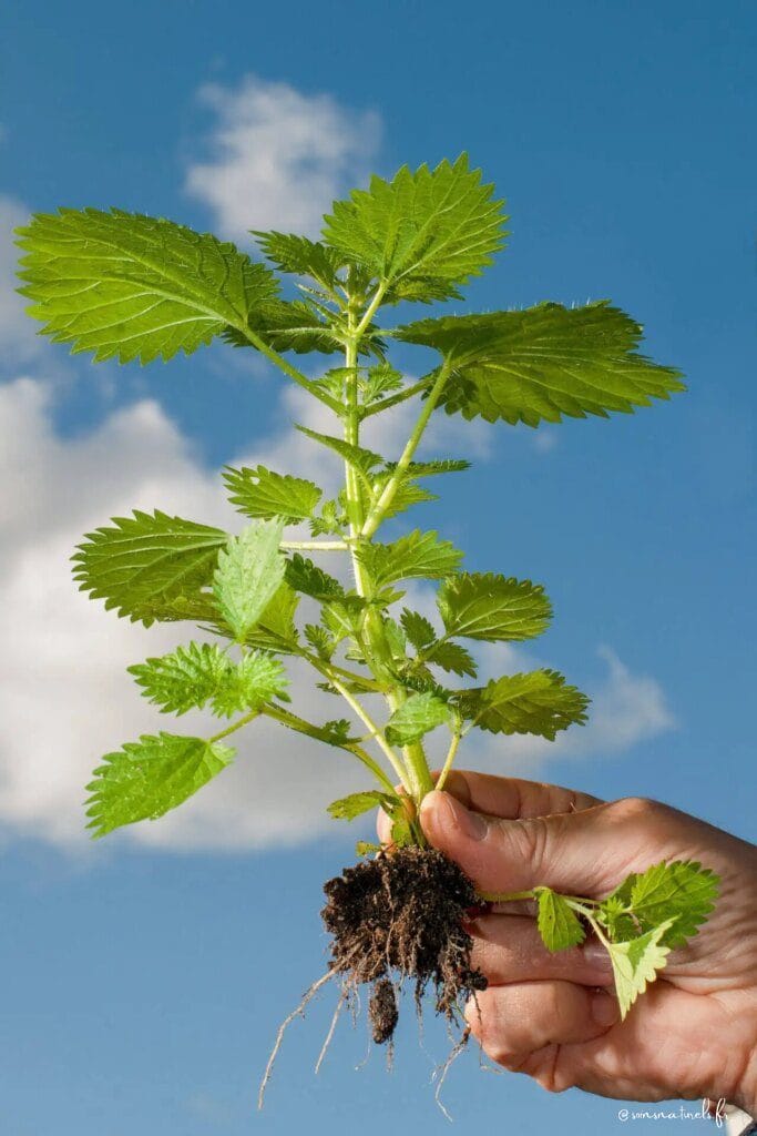 Comprendre la phytothérapie : les secrets de la médecine à base de plantes