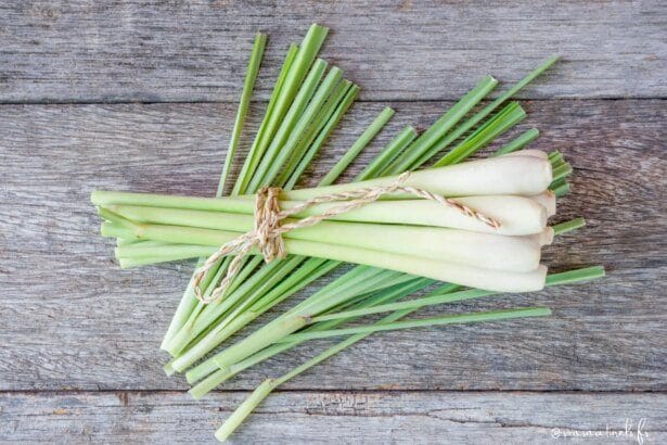 La citronnelle : une plante aux usages variés