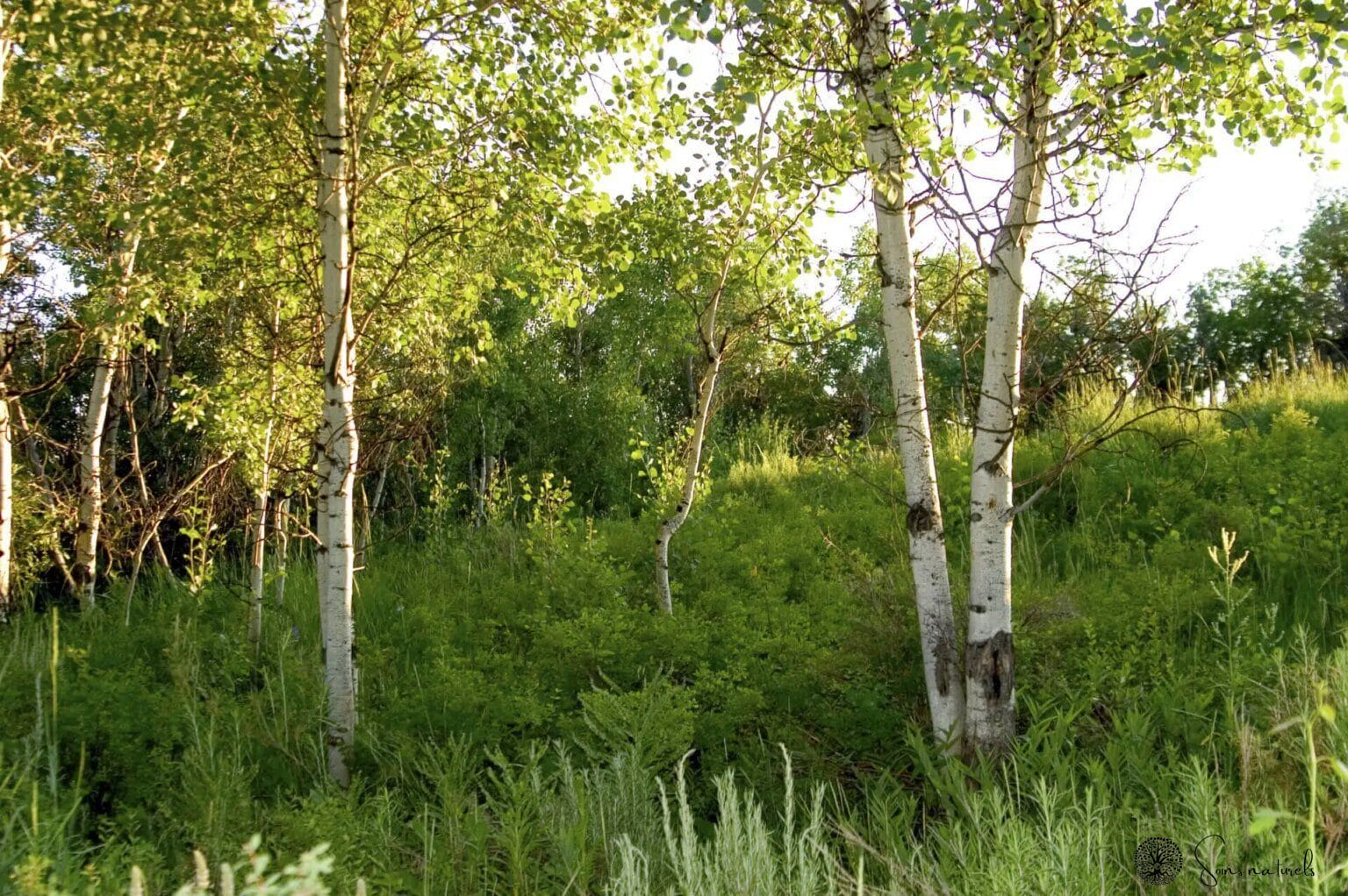 La sève de bouleau : comment profiter de ses puissantes vertus ?