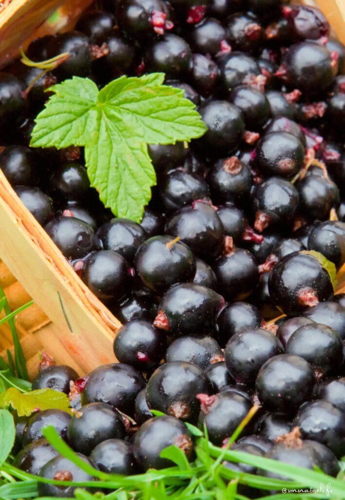 Le Cassis, un anti-inflammatoire naturel