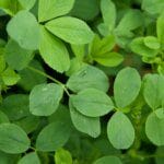 Tout savoir sur l'alfalfa : la graine germée aux multiples vertus