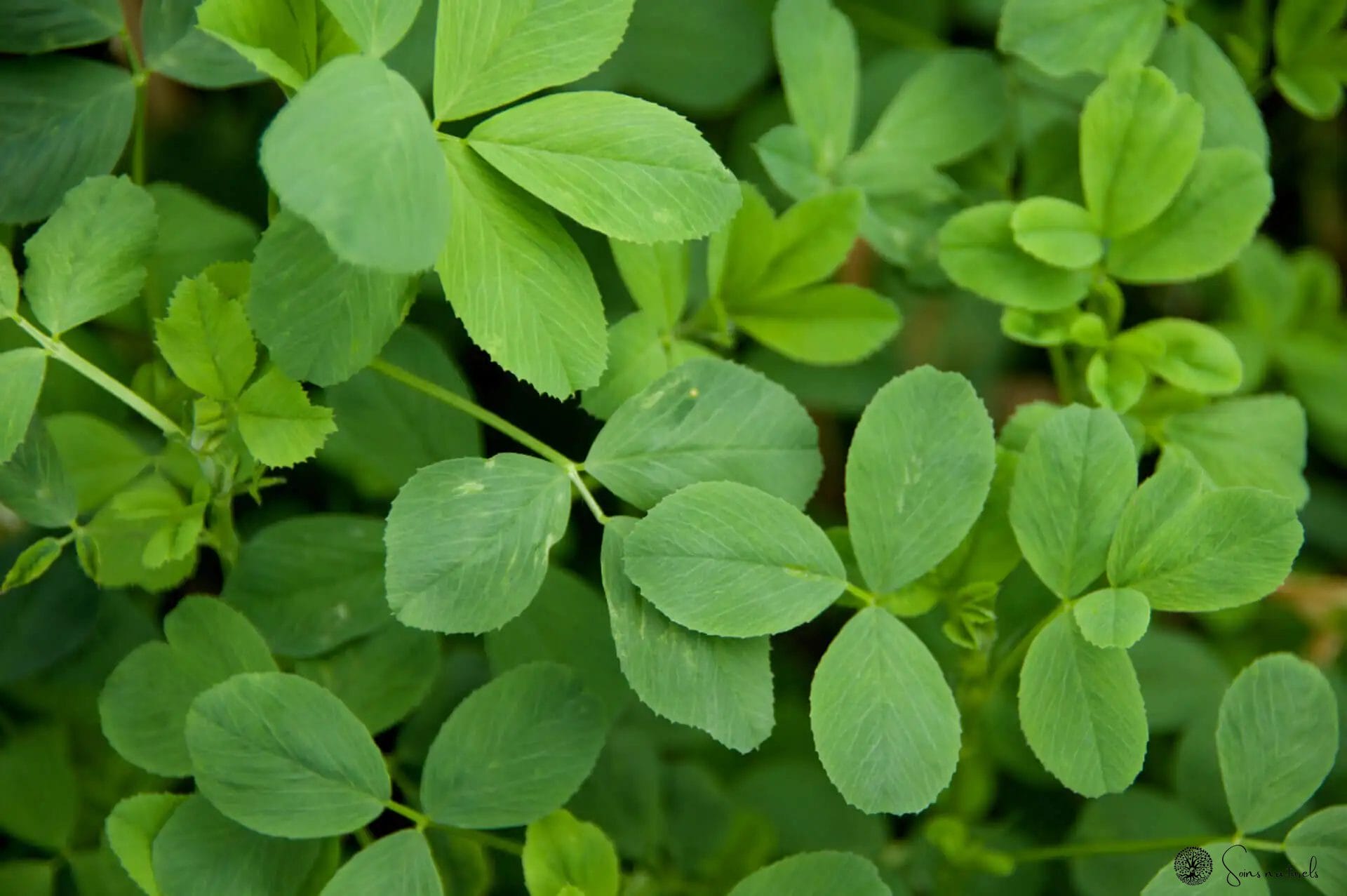 Tout savoir sur l'alfalfa : la graine germée aux multiples vertus