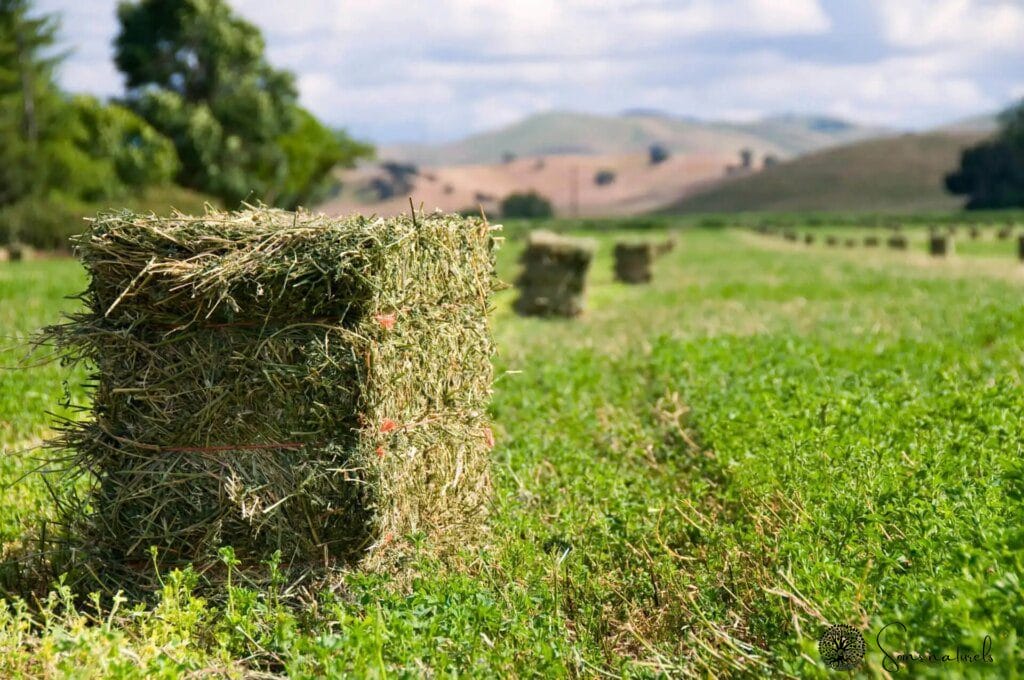 Tout savoir sur l'alfalfa : la graine germée aux multiples vertus