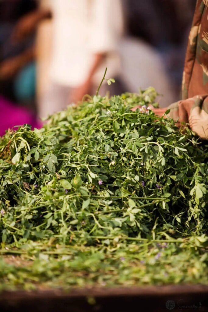 Tout savoir sur l'alfalfa : la graine germée aux multiples vertus