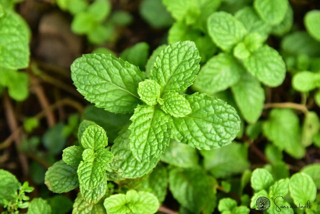 Les plantes sauvages comme remède naturel contre les moustiques tigres