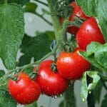 Découvrez les bienfaits incroyables des tomates pour votre peau et votre système cardiovasculaire