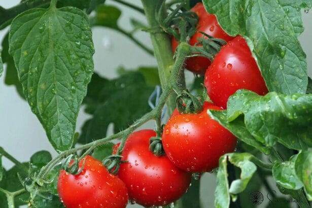 Découvrez les bienfaits incroyables des tomates pour votre peau et votre système cardiovasculaire