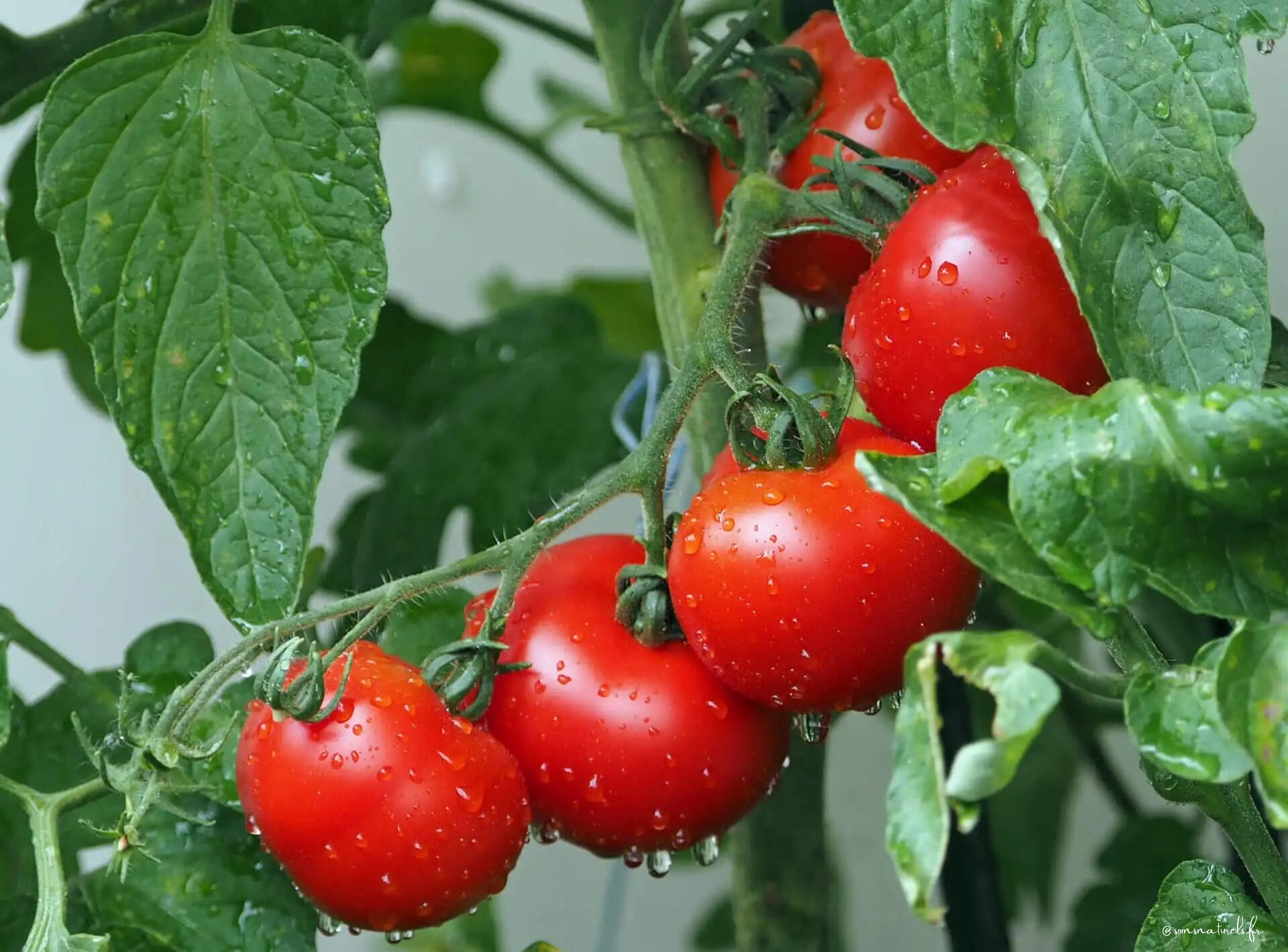 Découvrez les bienfaits incroyables des tomates pour votre peau et votre système cardiovasculaire