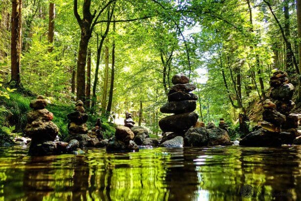 Les sons de la nature : un remède anti-stress naturel