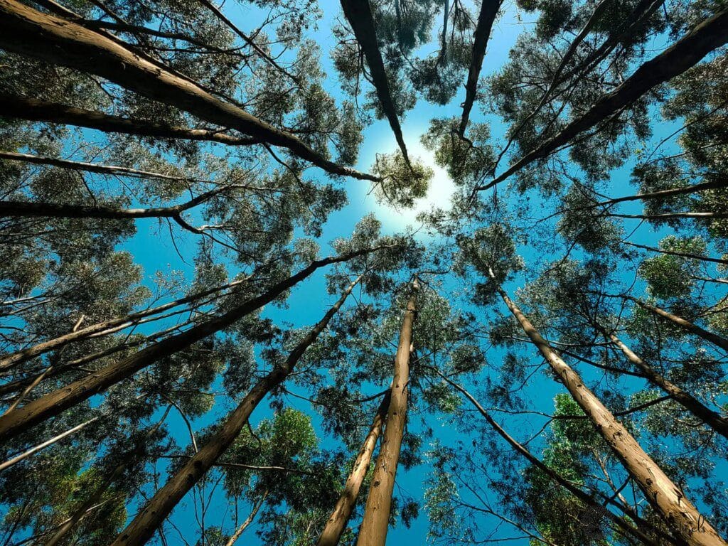 Les sons de la nature : un remède anti-stress naturel