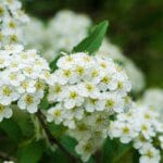 L’Aspirine végétale : la Reine des prés et le Saule blanc