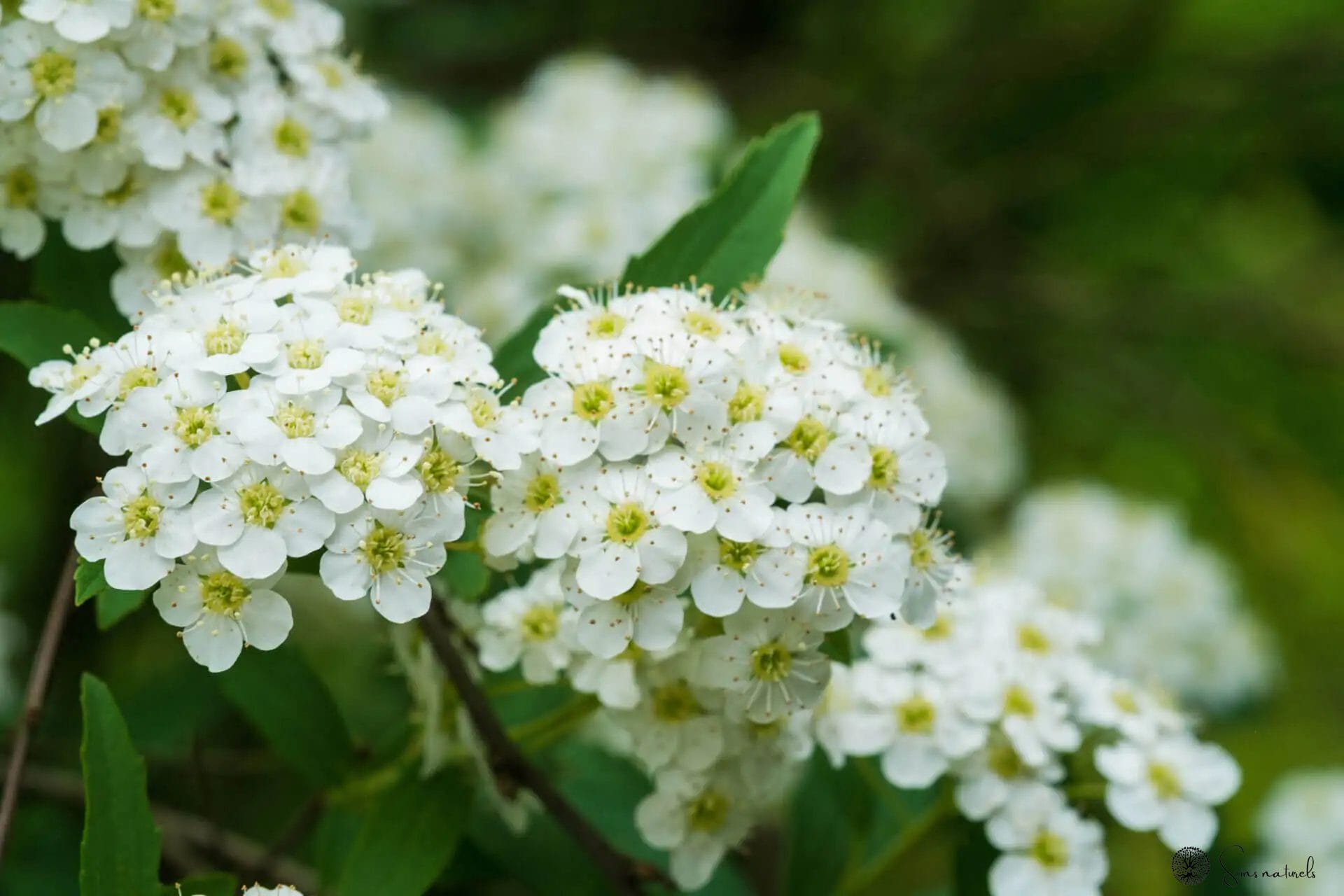 L’Aspirine végétale : la Reine des prés et le Saule blanc