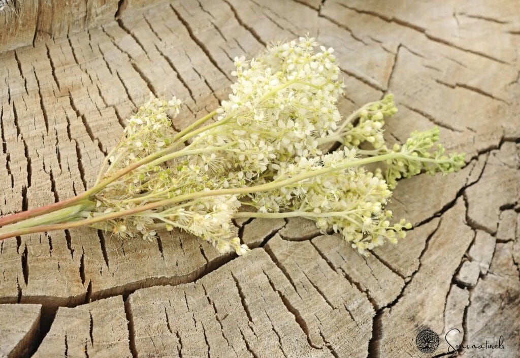 L’Aspirine végétale : la Reine des prés et le Saule blanc