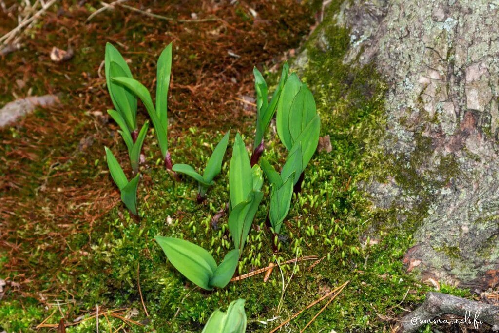 Découvrez les bienfaits méconnus des poireaux sauvages