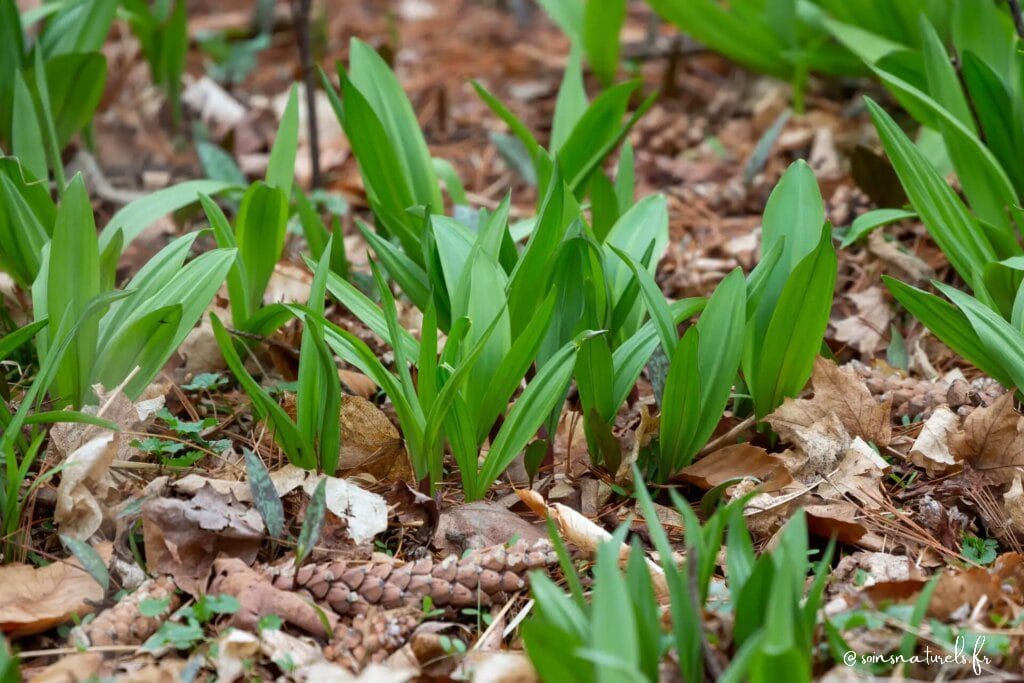 Découvrez les bienfaits méconnus des poireaux sauvages