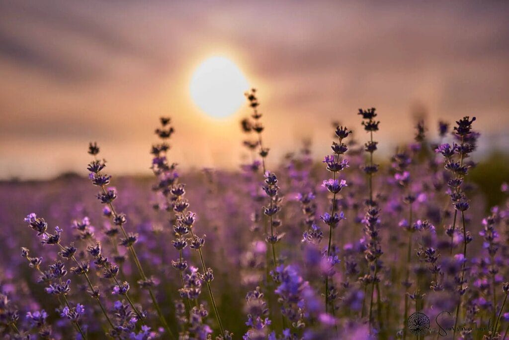 Les propriétés et bienfaits des fleurs de lavande : un trésor pour la santé et la beauté