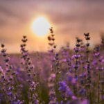 Les propriétés et bienfaits des fleurs de lavande : un trésor pour la santé et la beauté