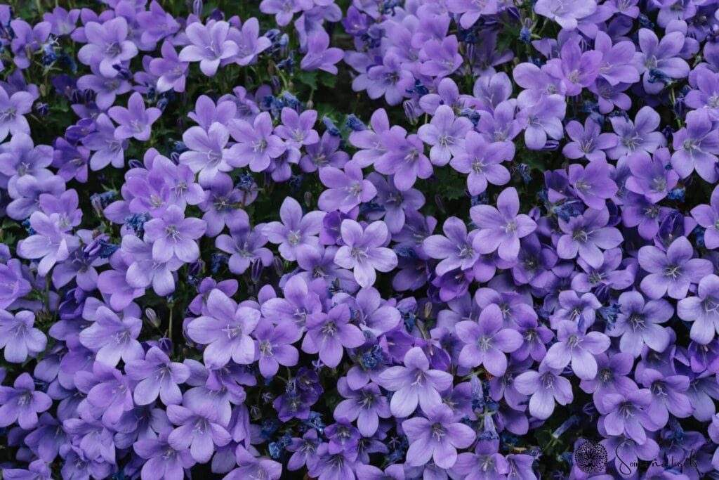 Les propriétés et bienfaits des fleurs de lavande : un trésor pour la santé et la beauté