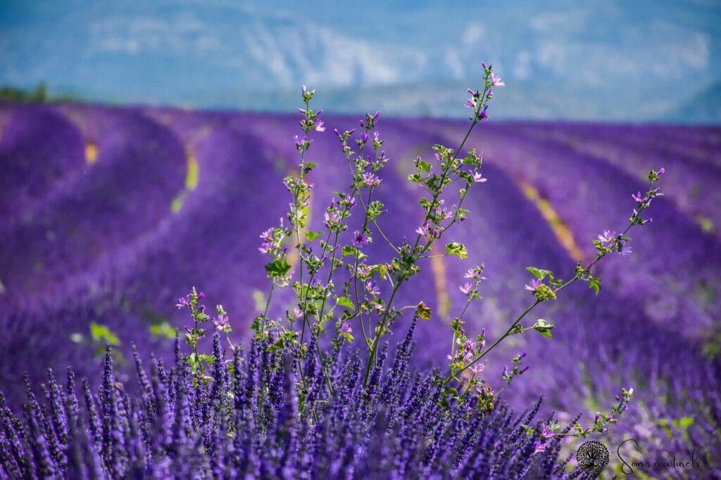 Les propriétés et bienfaits des fleurs de lavande : un trésor pour la santé et la beauté