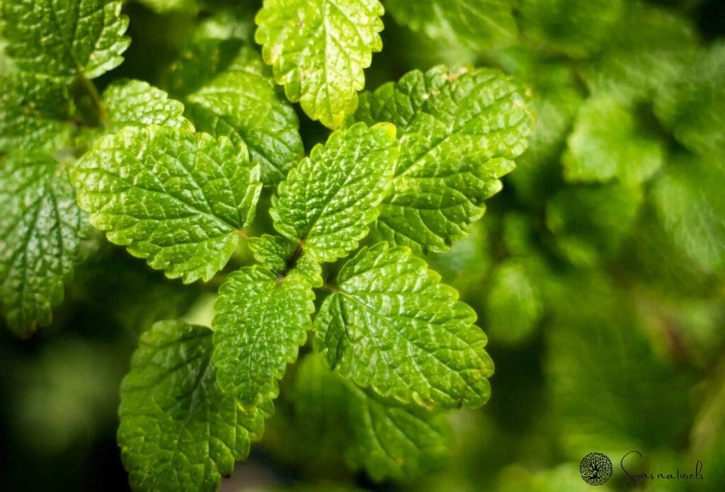 Trouver un sommeil réparateur grâce à ces plantes