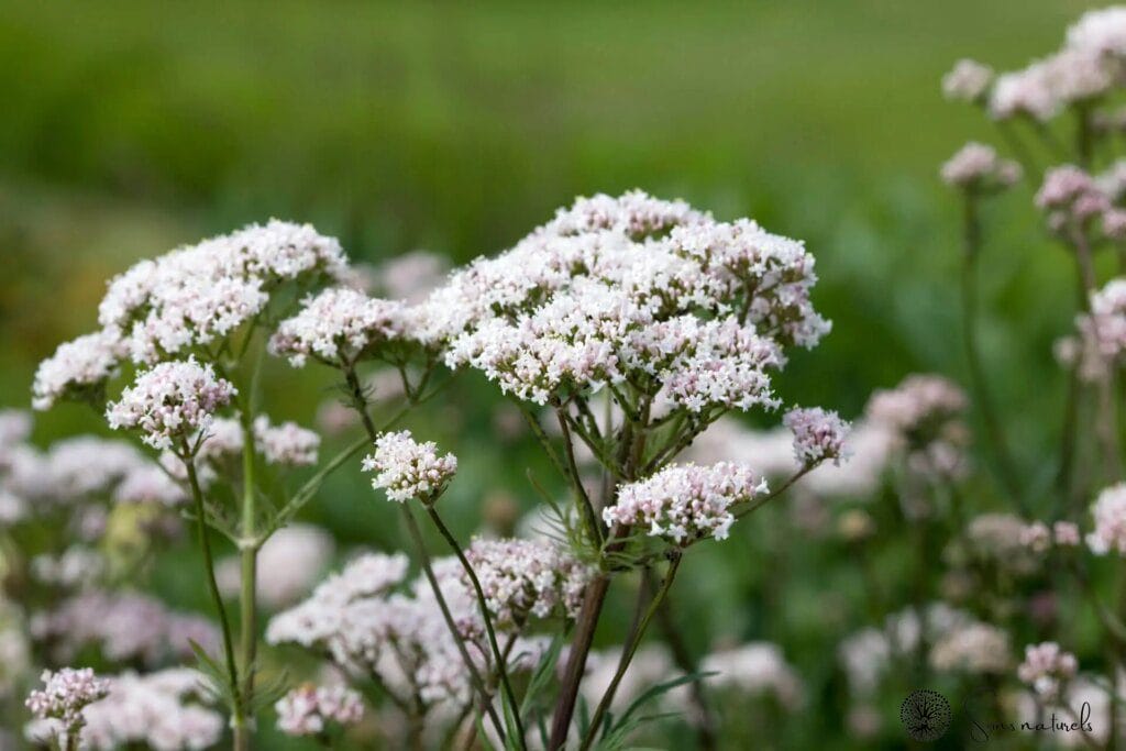 Trouver un sommeil réparateur grâce à ces plantes