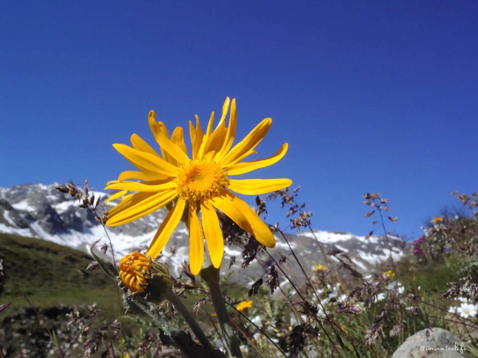 Comment réduire la douleur musculaire avec l'Arnica Montana