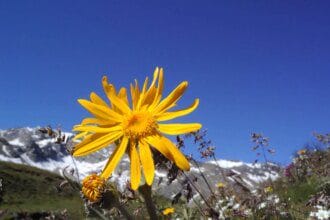 Comment réduire la douleur musculaire avec l'Arnica Montana