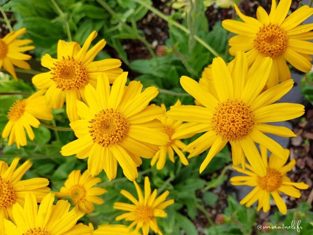 Comment réduire la douleur musculaire avec l'Arnica Montana