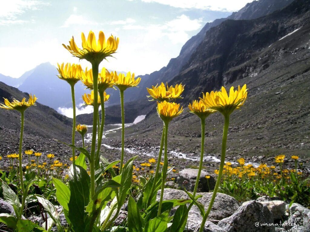 Comment réduire la douleur musculaire avec l'Arnica Montana