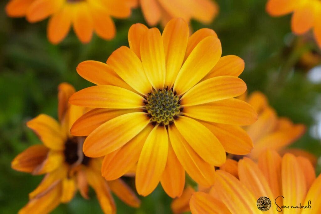 Le calendula : une plante miracle pour une peau éclatante et en santé