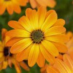 Le calendula : une plante miracle pour une peau éclatante et en santé