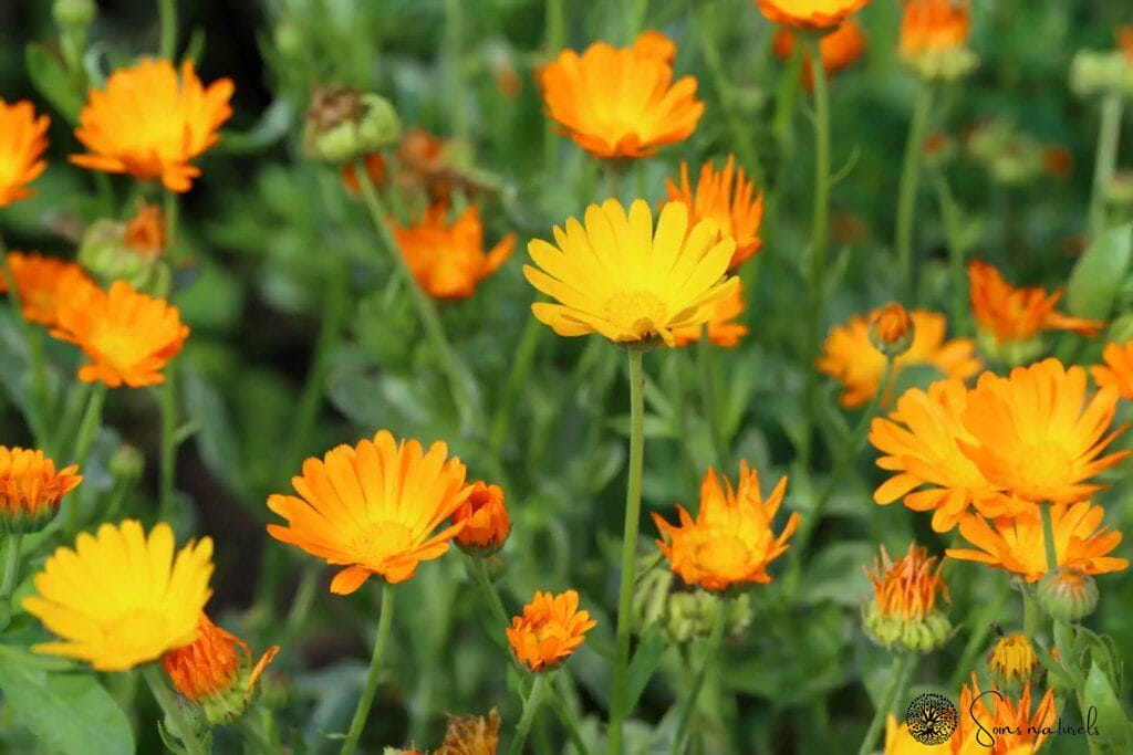 Le calendula : une plante miracle pour une peau éclatante et en santé