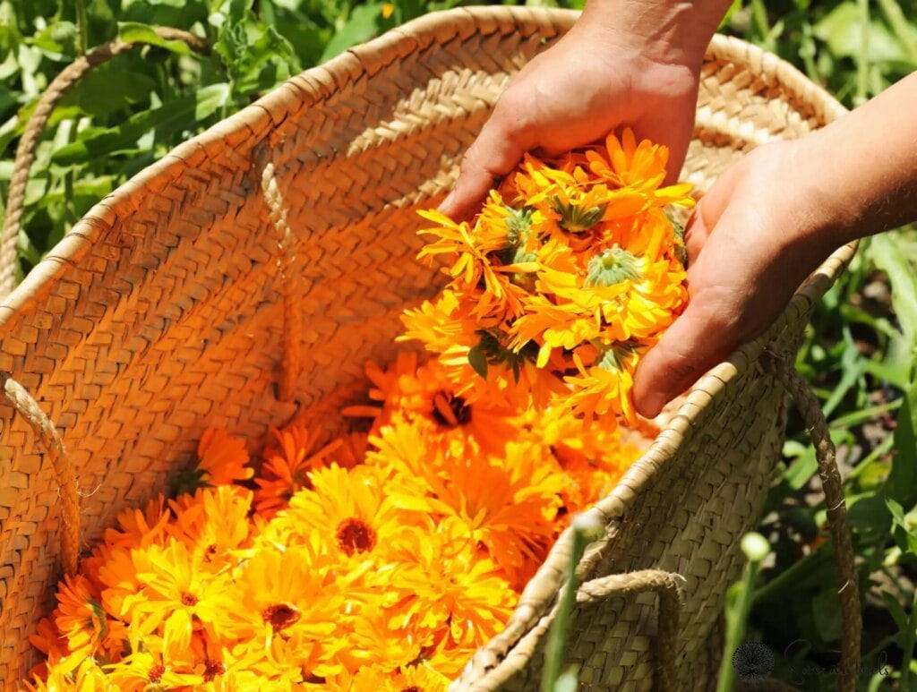 Le calendula : une plante miracle pour une peau éclatante et en santé