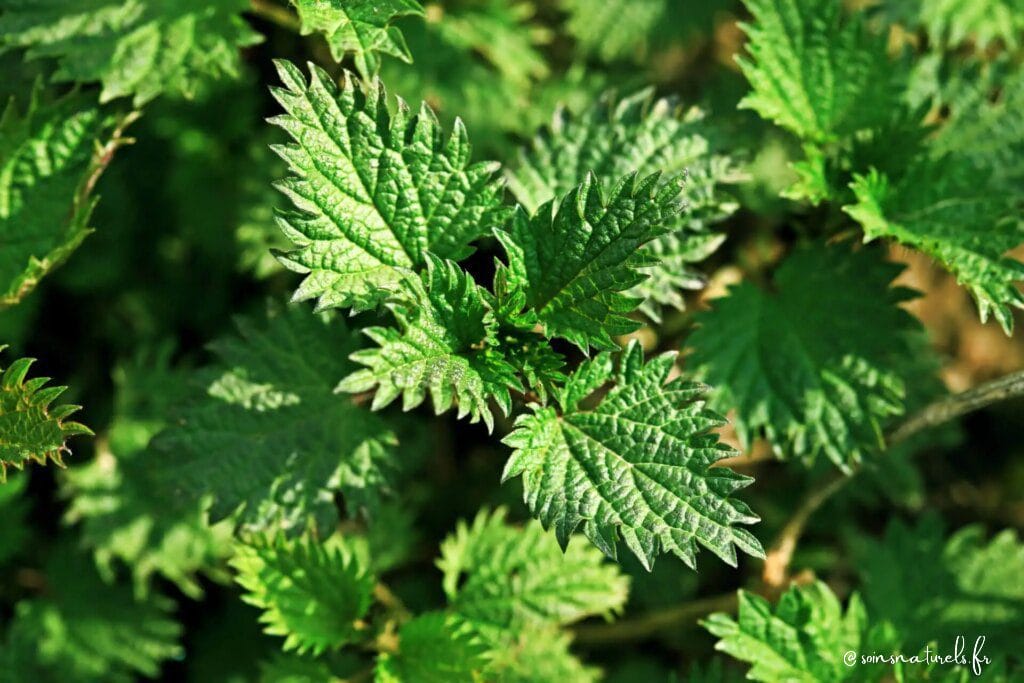 2 plantes précieuses pour vos os !