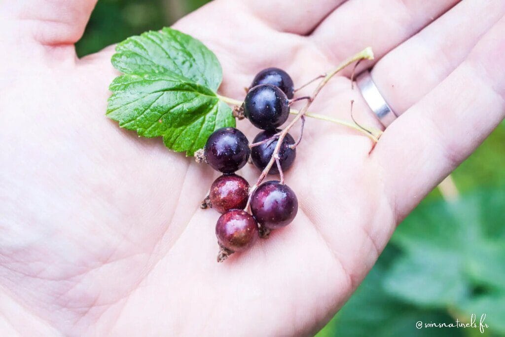 Découvrez les vertus hydratantes du cassis