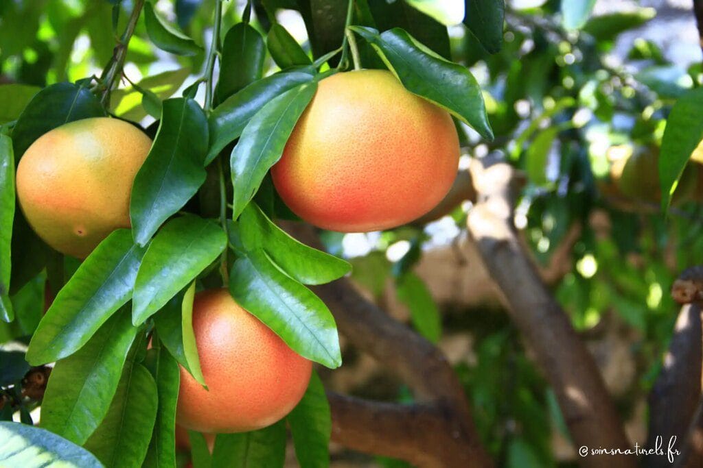 Le pamplemousse : un fruit aux multiples bienfaits pour votre santé !