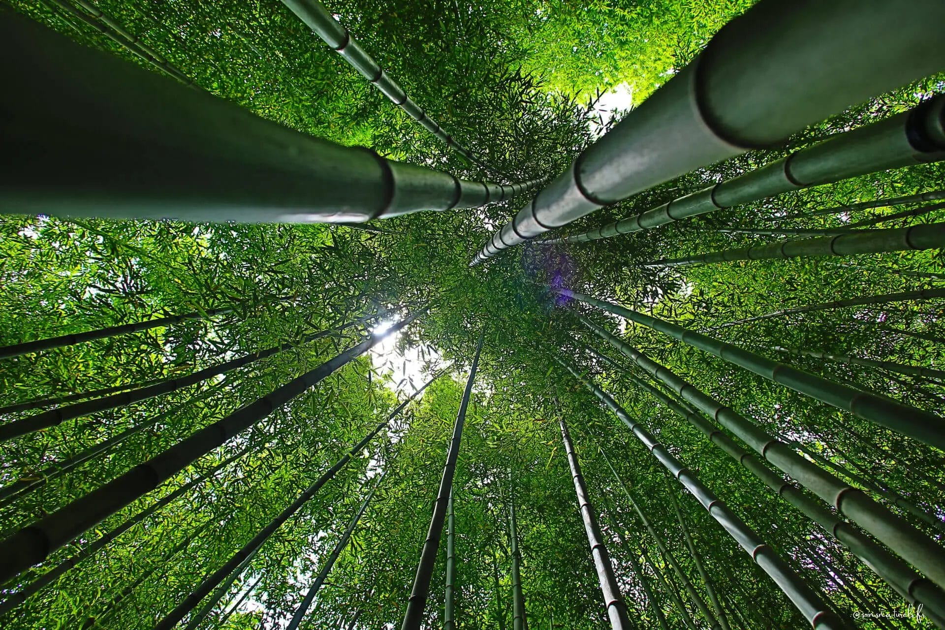 Les bienfaits du bambou sur votre peau : une révolution dans les cosmétiques naturels