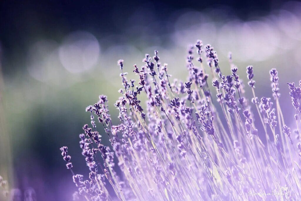 Comment les plantes peuvent améliorer votre sommeil : focus sur la valériane, la mélisse et la lavande