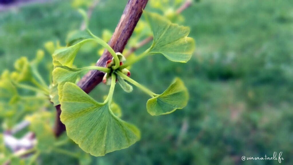 Le Ginkgo Biloba pour stimuler les fonctions cognitives